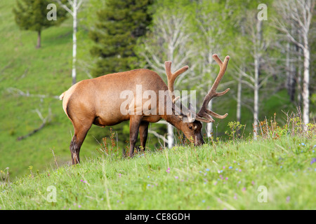 North American bull elk feeding in a grassy meadow Stock Photo