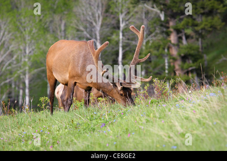 North American bull elk feeding in a grassy meadow Stock Photo