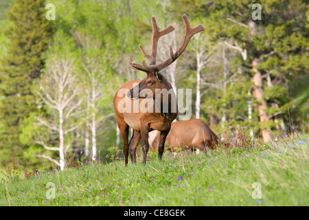 North American bull elk standing in meadow Stock Photo