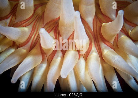 The tentacles of a Fish-eating anemone, Urticina piscivora, are loaded with stinging cells capable of immobilizing prey. Stock Photo