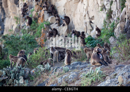 Gelada Baboons Theropithecus (Papio) gelada. Adult and young. Endemic. Highlands. Ethiopia. Rock face overnight refuge. Stock Photo