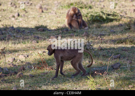 Gelada Baboons Theropithecus (Papio) gelada. Female searching for food. Highlands. Endemic. Ethiopia. Stock Photo