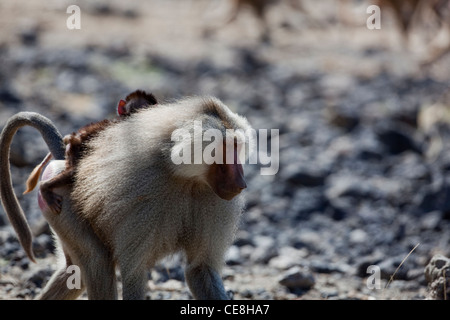 Hamadryas Baboon (Papio hamadryas). Male. carrying youngster making for a watering hole. Awash National Park. Ethiopia. Stock Photo