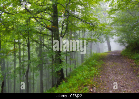 Old road in misty forest Stock Photo