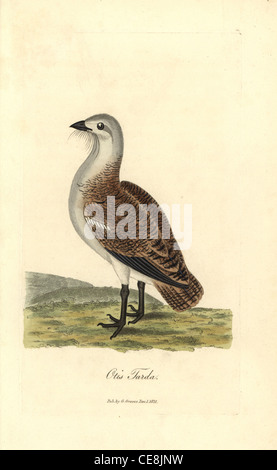 Great bustard, Otis tarda. Stock Photo