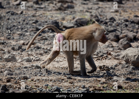 Hamadryas Baboon (Papio hamadryas). Adult male. Debre Libanos Gorge, Ethiopia. Stock Photo