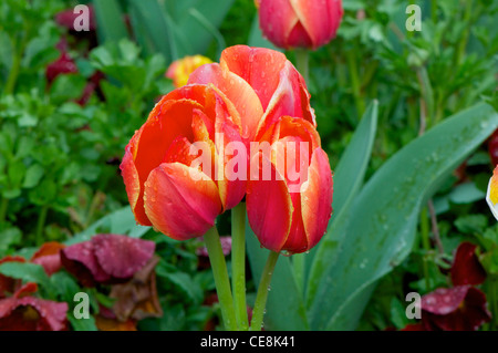 Tulip 