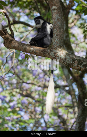 Abyssinian Black and White Colobus, Colobus abyssinicus. Lake Nakuru ...