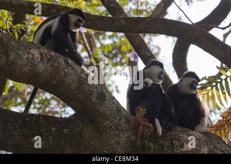 Abyssinian Black and White Colobus or Guereza (Colobus abyssinicus). Family group. Ethiopia. Stock Photo