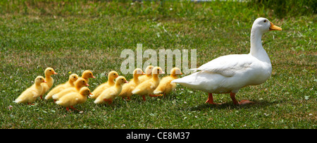 mother pekin duck and ducklings freeranging Stock Photo