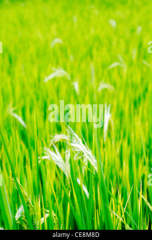 a close up of rice plant, in philippines. Stock Photo