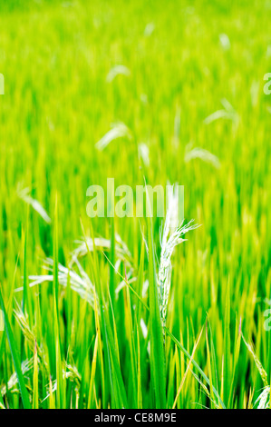 a close up of rice plant, in philippines. Stock Photo