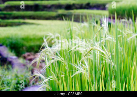 a close up of rice plant, in philippines. Stock Photo