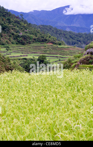 rice terraces in philippines. Stock Photo