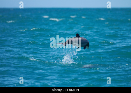 Hector's dolphin jumping (Cephalorhynchus hectori), Akaroa Harbour, Banks Peninsula, Canterbury, South Island, New Zealand Stock Photo