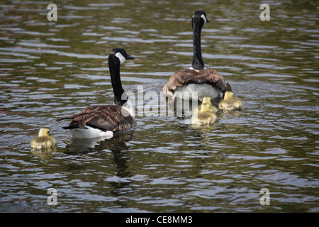 Canadian geese pair swimming away with their four babies (goslings) in Camden Harbor in Maine. Stock Photo