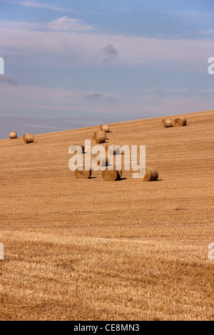 Large round hay bales in cut corn field during harvest, Leicestershire, England, UK Stock Photo