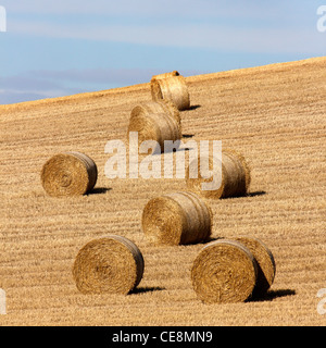 Large round hay bales in cut corn field during harvest, Leicestershire, England, UK Stock Photo