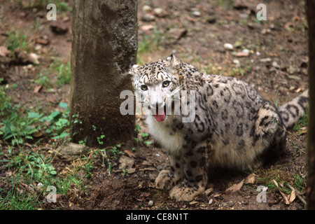 Snow Leopard growling ; Darjeeling zoo ; West Bengal ; India ; Asia Stock Photo