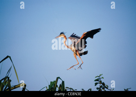 HSA 80052 : indian Birds Purple Heron take off flying landing Ranganathitoo Karnataka India Stock Photo
