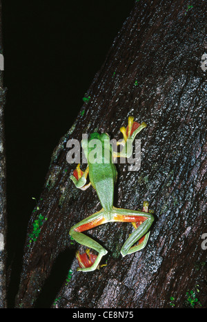 Indian Malabar gliding frog , Malabar flying frog , Rhacophorus malabaricus , western ghats , india , asia Stock Photo