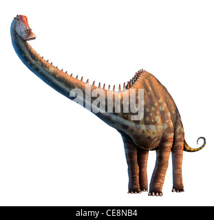 Diplodocus discovered in 1877 one longest known dinosaurs reaching length 35 metres 115 ft or so Most however was tail neck Stock Photo