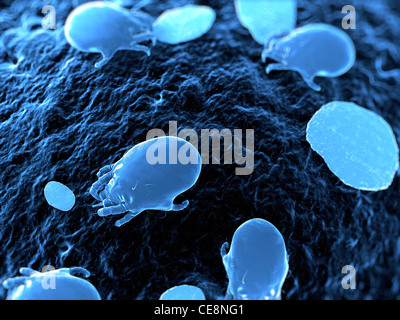 Dust mites. Computer artwork of house dust mites (Dermatophagoides pteronyssinus). Stock Photo