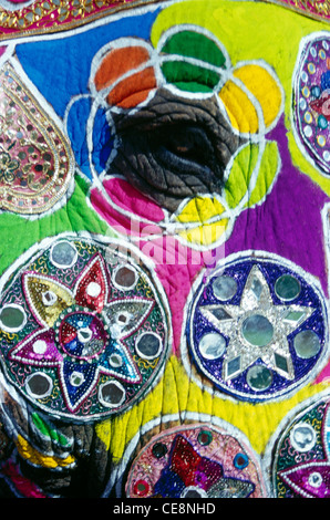 SOM 80821 : close up of eye of painted indian elephant decorated in Festival   Elephas maximus   jaipur rajasthan india Stock Photo
