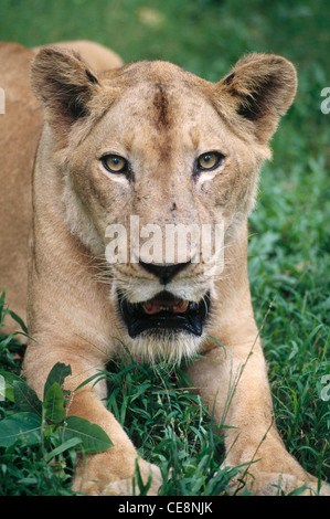 Lioness eye contact ; Panthera Leo ; india ; asia Stock Photo