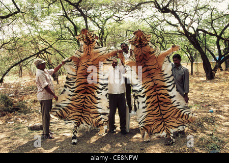 Tiger skin seized from poachers ; Panthera Tigris ; India ; Asia Stock Photo