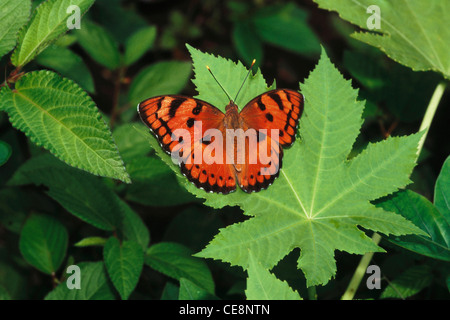 Butterfly , Baronet , Euthalia nais , india , asia Stock Photo