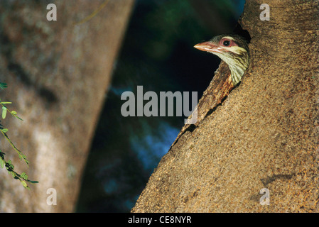 Bird , Blue Throated Barbet , Megalaima asiatica , peeping outside from inside tree , india , asia , Cyanops davisoni , Psilopogon asiaticus , asian , Stock Photo