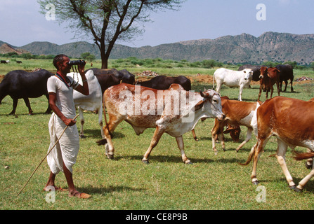 Cattle grazing indian shepherd looking through binocular rajasthan india Stock Photo