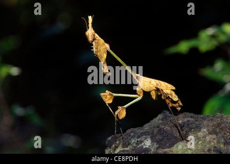 stick insect , stick mantis , praying mantis , dead leaf mantis ; Leaf Gongylus , Gongylus gongylodes , india , asia Stock Photo
