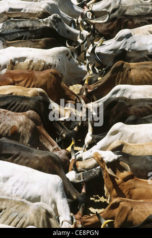 RMM 80304 : row of cows eating in indian cow shelter Nathdwara Rajasthan india Stock Photo