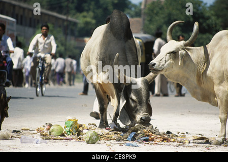 Cows eating garbage , india , asia Stock Photo