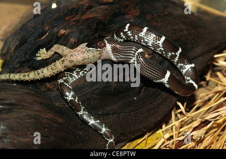 IKA 80423 : Reptiles , Snakes , Common Wolf Snake Lycodon aulicus eating spotted House Gecko Henidactylus brook Stock Photo