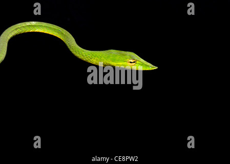 IKA 80426 : Reptiles , Snakes Indian Green Vine Long Nosed tree snake