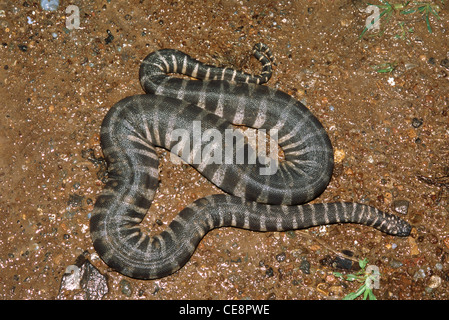 Acrochordus granulatus Snake , little file snake , marine file snake , little wart snake , India , Asia Stock Photo