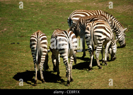 Zebras , Boras National Park , Boras Djurpark , Sweden , Europe Stock Photo