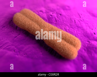 Chromosomes, computer artwork Stock Photo - Alamy