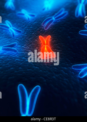 Computer artwork of chromosomes Stock Photo - Alamy