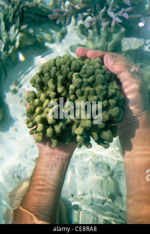 Coral Reef , Dead man's fingers , Alcyonium digitatum , Kalpeni island ,  Lakshadweep , Indian union territory , India , asia Stock Photo