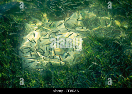 Fishes underwater , Minicoy island , Maliku atoll , Lakshadweep , Indian union territory , India , asia Stock Photo