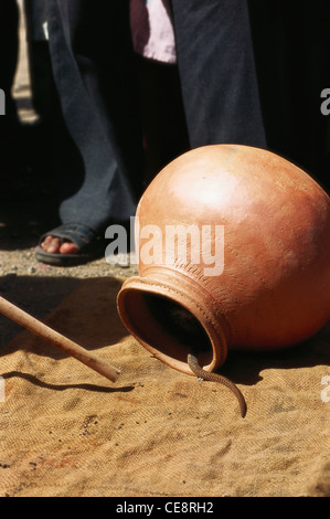 snake caught in earthen pot ; Nag panchami Festival of snake ; Naga cobra story ; battis shirala ; maharashtra ; india Stock Photo