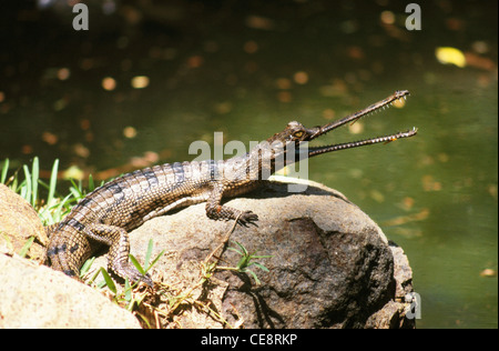 Indian Gharial , fish eating crocodile ; Gavial ; Gavialis Gangeticus , india , asia