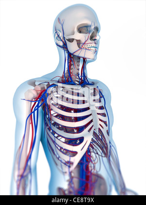 Front of the male human body showing muscles sinews and bones Stock ...