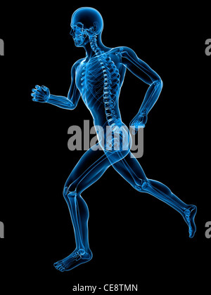 Running skeleton, computer artwork Stock Photo - Alamy