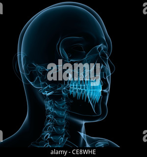 Head anatomy, computer artwork. Stock Photo