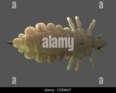 Head louse (Pediculus humanus capitis), computer artwork. Stock Photo